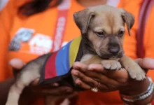 Más de 600 mascotas rescatadas de los escombros en La Guaira