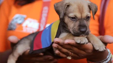Más de 600 mascotas rescatadas de los escombros en La Guaira