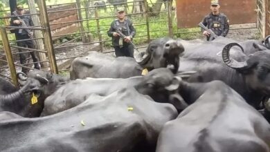 GNB recupera 29 búfalas en Apure; suman 77 de las 95 robadas