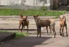 "No es la primera vez" dicen vecinos de La Gran Victoria tras envenenamiento de mascotas