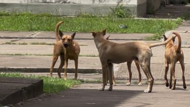 "No es la primera vez" dicen vecinos de La Gran Victoria tras envenenamiento de mascotas