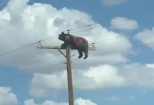 Oso muere electrocutado en Nuevo México tras quedar atrapado en un poste de luz