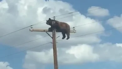 Oso muere electrocutado en Nuevo México tras quedar atrapado en un poste de luz