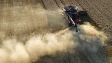 Ola de calor en Europa deja pérdidas de más de 2.000 millones de euros en la producción de cereales
