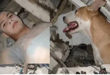 Perro se niega a abandonar a un niño atrapado bajo los escombros