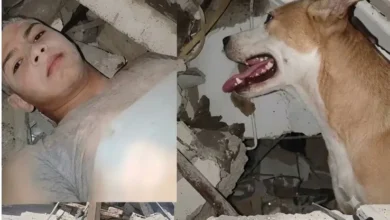 Perro se niega a abandonar a un niño atrapado bajo los escombros