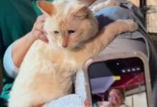 Rescatan con vida al gato Coco tras pasar 17 días bajo los escombros