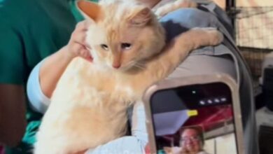 Rescatan con vida al gato Coco tras pasar 17 días bajo los escombros