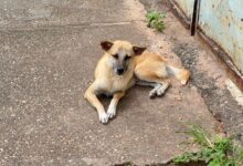 Reportan envenenamiento de animales domésticos en La Manga