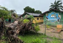 Alarma en La Pica: Vecinos denuncian deterioro y riesgo por árboles a punto de caer en la escuela Francisco de Miranda