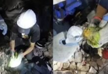 "Mi niño, sobreviviste": bomberos rescatan a un loro atrapado bajo los escombros en Venezuela