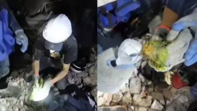 "Mi niño, sobreviviste": bomberos rescatan a un loro atrapado bajo los escombros en Venezuela