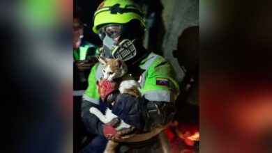 Rescatan con vida a una gata tras permanecer 23 días bajo los escombros en La Guaira