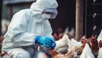 Virus de la influenza aviar H5N1 amenaza con extinguir especies únicas en Nueva Zelanda