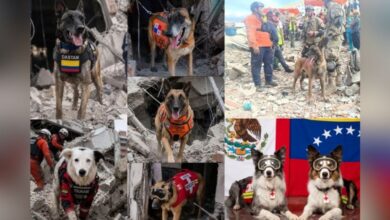 Estos son los perros rescatistas que desafían el peligro entre los escombros