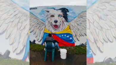 Tsunami, el perro recatista que salvó a 350 personas tras los terremotos en Venezuela el 24 de junio
