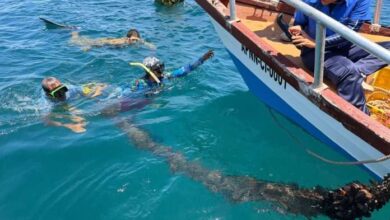 Sucre: Cosechan 2,5 toneladas de mejillones en Marigüitar