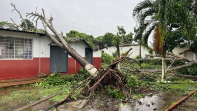 Cáritas Maturín solicita apoyo urgente para tala de árboles en riesgo tras fuertes lluvias