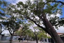 Peligro inminente en el Paseo Bolívar: reportan árbol a punto de colapsar al lado de la Catedral de Maturín