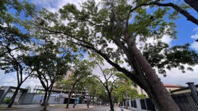 Peligro inminente en el Paseo Bolívar: reportan árbol a punto de colapsar al lado de la Catedral de Maturín