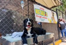 Mascotas víctimas de los sismos en Venezuela esperan ser adoptadas