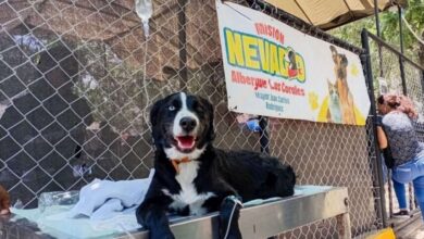 Mascotas víctimas de los sismos en Venezuela esperan ser adoptadas