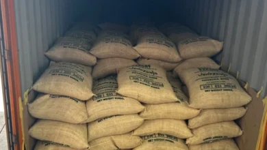 Exportaciones de café venezolano crecen 62 %: Lara despacha 25 toneladas a Italia