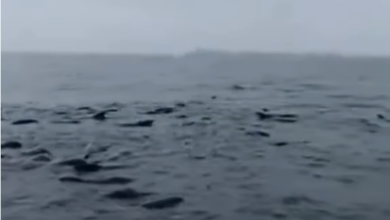 Inédito avistamiento de ballenas piloto asombra a navegantes en Los Roques