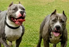 Muere adulto mayor tras ser atacado por dos perros en Bolívar