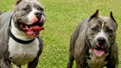 Muere adulto mayor tras ser atacado por dos perros en Bolívar