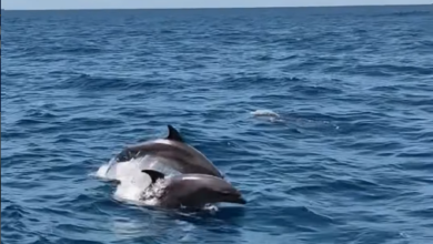 Reportan el retorno de delfines a las costas de La Guaira tras los sismos (+video)
