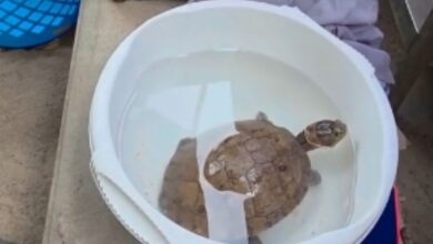Rescatan con vida a una tortuga tras dos meses bajo los escombros en La Guaira