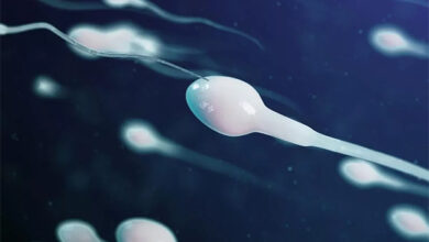 Bacterias en el semen reducen las probabilidades de lograr un embarazo