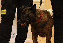 Muere Luka, la perrita rescatista española que apoyó en los terremotos de Venezuela