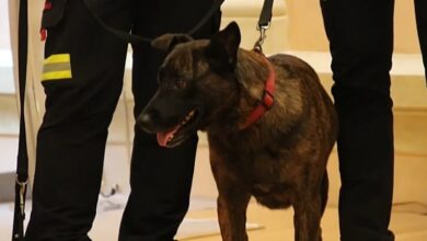 Muere Luka, la perrita rescatista española que apoyó en los terremotos de Venezuela