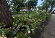 Maturineses piden a las autoridades la poda de árboles en mal estado tras fuertes lluvias