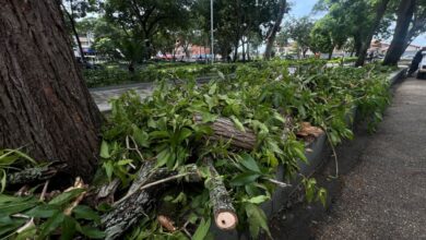 Maturineses piden a las autoridades la poda de árboles en mal estado tras fuertes lluvias