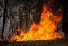 Voraces incendios forestales consumen más de 1.500 hectáreas en Colombia