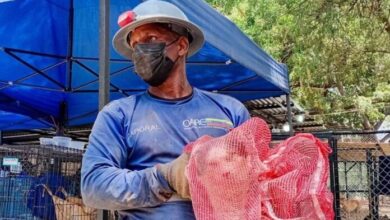 Hallan con vida a un gato entre los escombros de La Guaira