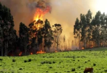 Incendio forestal devasta más de 3.500 hectáreas en Serbia