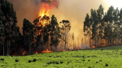 Incendio forestal devasta más de 3.500 hectáreas en Serbia