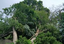 Más de 10 árboles caídos deja fuerte lluvia con vientos huracanados en Maturín