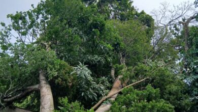 Más de 10 árboles caídos deja fuerte lluvia con vientos huracanados en Maturín