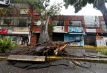 Ráfagas de viento causan cortes eléctricos y caída de árboles en Maturín tras paso de ondas tropicales