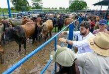 Monagas busca certificación de territorio libre de fiebre aftosa
