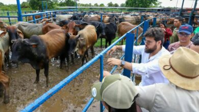 Monagas busca certificación de territorio libre de fiebre aftosa
