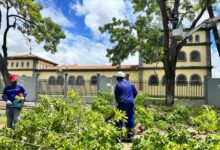 Ejecutan poda preventiva de árboles en la avenida Bolívar ante el periodo de lluvias