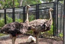 Conoce a Alexandra y Mauricio, las nuevas avestruces que integran la fauna del Parque La Guaricha
