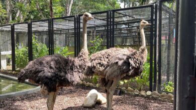Conoce a Alexandra y Mauricio, las nuevas avestruces que integran la fauna del Parque La Guaricha