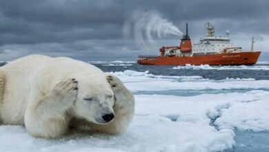 Multan con más de 5.000 dólares a un turista por despertar a un oso polar